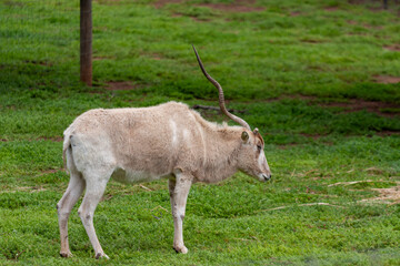 Naklejka na ściany i meble White antelope (Addax) at Werribee Open Range Zoo, Melbourne, Victoria, Australia