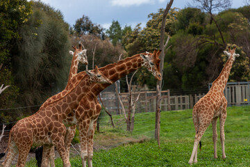 Northern giraffes at Werribee Open Range Zoo, Melbourne, Victoria, Australia