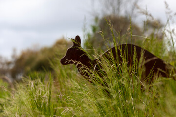 Kangaroo sign at Werribee Open Range Zoo, Melbourne, Victoria, Australia