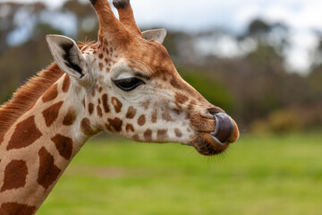 Northern giraffes at Werribee Open Range Zoo, Melbourne, Victoria, Australia