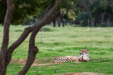 Werribee Open Range Zoo, Melbourne, Victoria, Australia