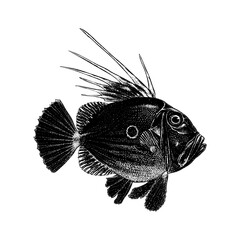 John Dory hand drawing vector isolated on background.