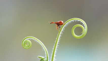ladybird on a green leaf