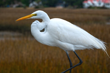 Great Egret, profile view with tidal marsh in background.