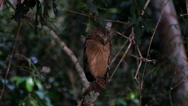 Perched on top of a broken branch looking down as the light transitioned from dark to light, Buffy Fish Owl Ketupa ketupu, Thailand