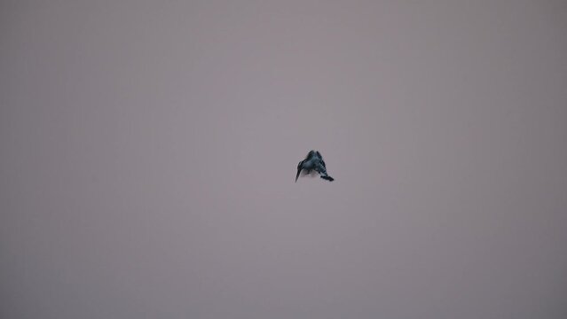 Pied King Fisher hovering in Morning