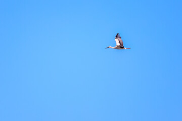 飛翔する美しく大きなコウノトリ（コウノトリ科）。

日本国栃木県栃木市、渡良瀬遊水地にて。
ラムサール条約登録。
2023年12月23日撮影。

It is registered under the Ramsar Convention.
photo by December 23, 2023.

Beautiful and big Oriental White Stork (family compr