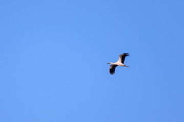 飛翔する美しく大きなコウノトリ（コウノトリ科）。

日本国栃木県栃木市、渡良瀬遊水地にて。
ラムサール条約登録。
2023年12月23日撮影。

It is registered under the Ramsar Convention.
photo by December 23, 2023.

Beautiful and big Oriental White Stork (family compr