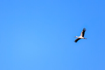 飛翔する美しく大きなコウノトリ（コウノトリ科）。

日本国栃木県栃木市、渡良瀬遊水地にて。
ラムサール条約登録。
2023年12月23日撮影。

It is registered under the Ramsar Convention.
photo by December 23, 2023.

Beautiful and big Oriental White Stork (family compr
