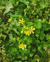 yellow flowers in the garden