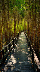 Walking bridge in mangrove forest park.