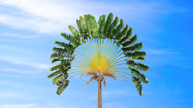 Beautiful Traveler's palm tree (Ravenala madagascariensis) is growing against blue sky background