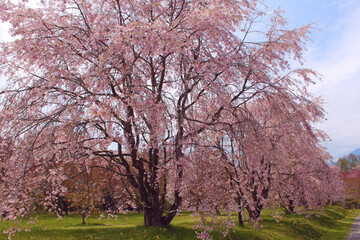シダレザクラ　軽井沢　じん芥処理場