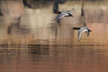 common pochard in a field