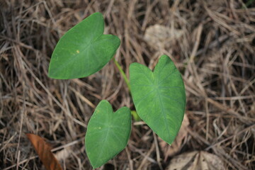 Leaves in Nature