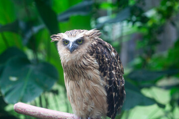 Owl's Sharp Gaze