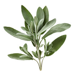 Sage, transparent background, isolated image, generative AI