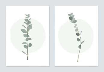 Foliage poster template design, Eucalyptus cinerea on white - 699921792