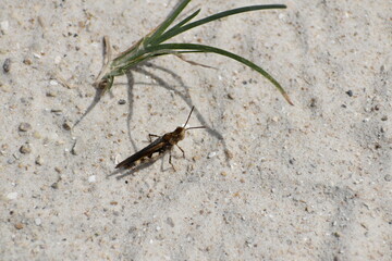 green grasshopper in the sand in the woods