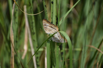 butterfly on green grass