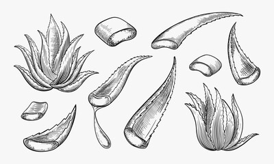Aloe vera plant and sliced leaves, sketch vector illustration. Natural herbal medicine or cosmetics ingredient. Hand drawn isolated design elements - obrazy, fototapety, plakaty
