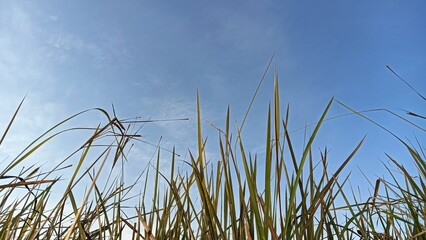 grass and sky