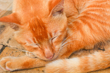 Close up of Persian cat "Felis catus" with orange color sleeping in the sun, pet