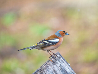 Common chaffinch, Fringilla coelebs, sits on a tree. Common chaffinch in wildlife.