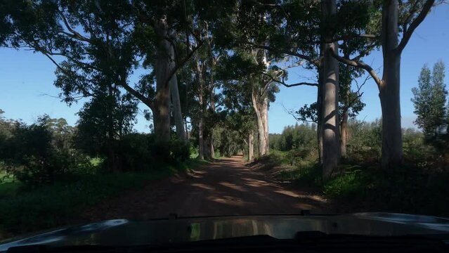 Action camera POV shot of a 4WD driving through the farmland in the Karri forests of Western Australia with bright blue skies above.