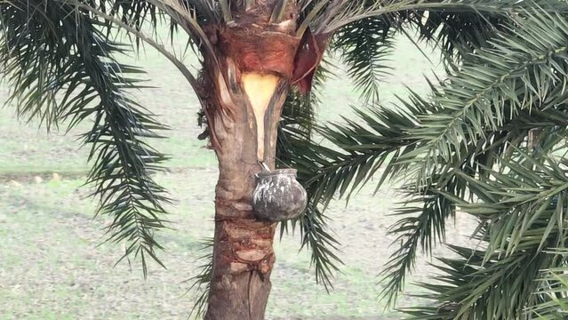Traditional date palm sap collection in rural Bangladesh &ndash; 4K close-up video