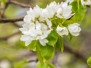White blossoming apple trees. White apple tree flowers
