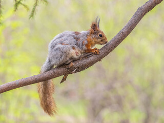 The squirrel with nut sits on a branches in the spring or summer.