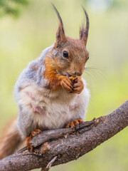 The squirrel with nut sits on a branches in the spring or summer.