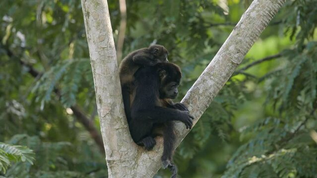 Baby Howler Monkey, Climbs on his mother head