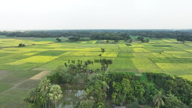Aerial of agricultural landscape crop field from sky farm scene green crops in field