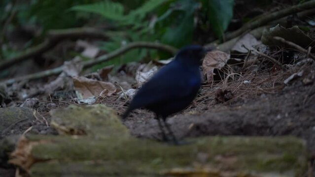 a javan whistling thrush bird whose image was blurry at first and then became clear 