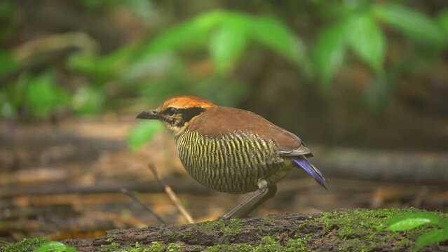 a javan banded pitta bird is eating worms deliciously