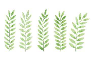 Assortment of watercolor leaves illustration set - green leaf branches collection for wedding, greetings, stationary, wallpapers, fashion, background. olive, green leaves, Eucalyptus etc