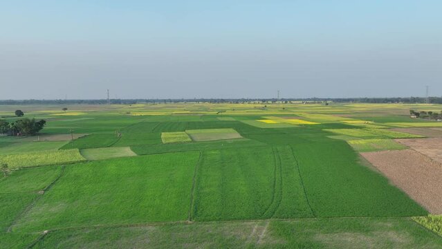 Aerial of agricultural landscape crop field from sky farm scene green crops in field