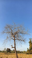 tree in the middle of nowhere