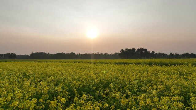 Sunrise Casting a Warm Glow Over the mustard Fields