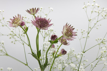 白背景にカスミソウとアストランチアの花