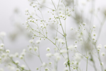 白背景の白いカスミソウの花