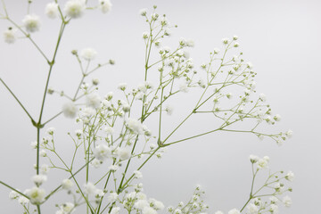 白背景の白いカスミソウの花