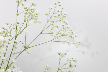 白背景の白いカスミソウの花