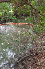 Florida creek  with Curved Shape Yellow Water Goat, A  chain of floating buoys anchored across a body of water on side of lake outlet to help control pollution and clean up. Green grass and calm water