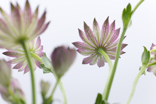 白背景に小さいピンク色のアストランチアの花