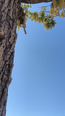 Obraz premium tree and sky