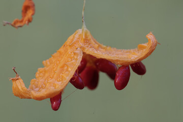 The beauty of ripe balsam pear fruit with a bright yellow color. This plant has the scientific name...
