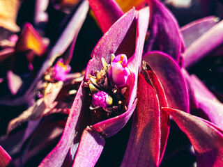 Arizona Purple Heart Spiderworts Flowers